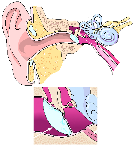 Anatomy of the Ear