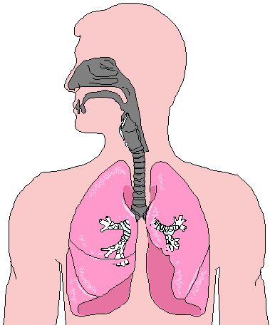 dead air space lungs