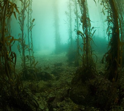 terra nil kelp forest