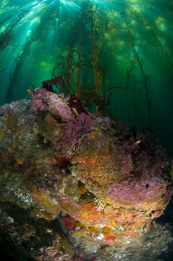 california dive site