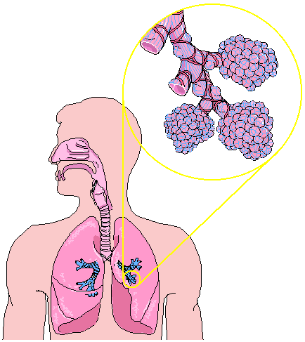 lungs and alveoli