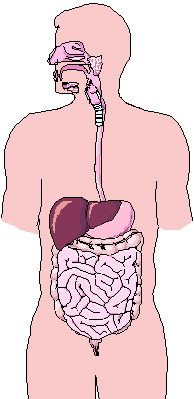 digestive system