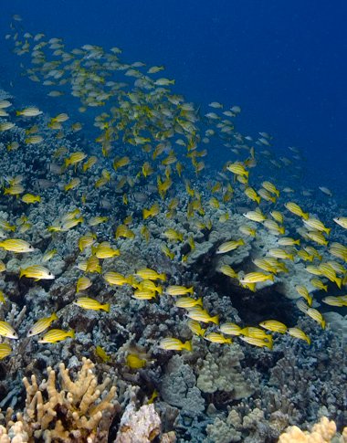 diving a coral reef