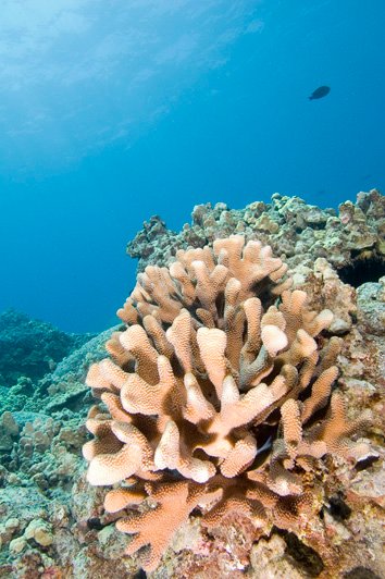 Diving Coral Reefs
