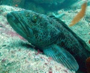 lingcod