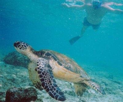 snorkeler with turtle