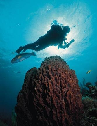 What Is SCUBA Diving?