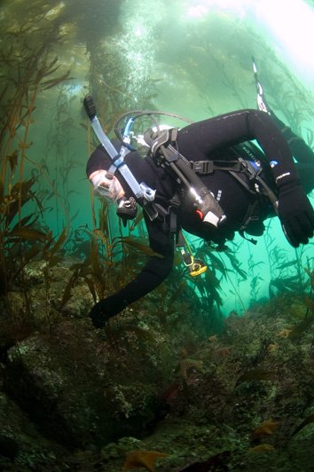 Diver in kelp forest