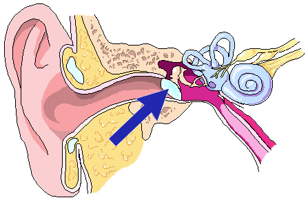 Location of ear drum
