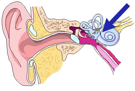Location of inner ear