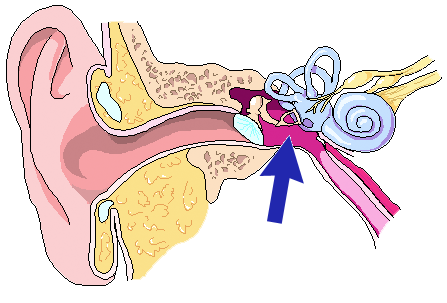 Location of middle ear