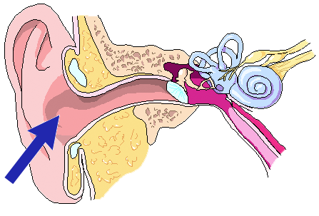 Location of outer ear