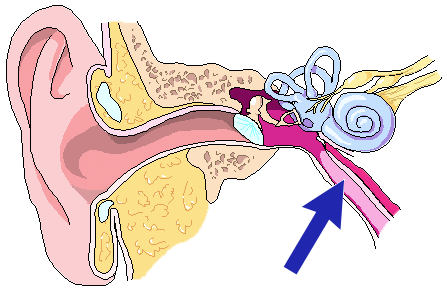 Location of eustachian tube