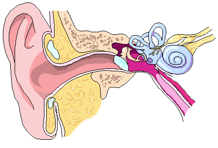 Illustration of ear anatomy