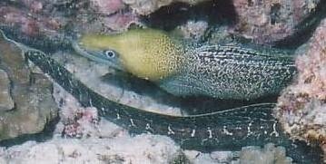 Moray eel