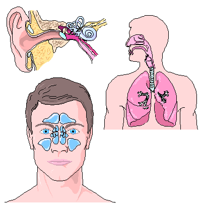 Illustration of body air spaces