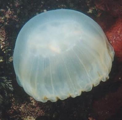 Moon jelly