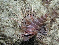 Lionfish