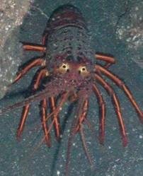 Spiny lobster