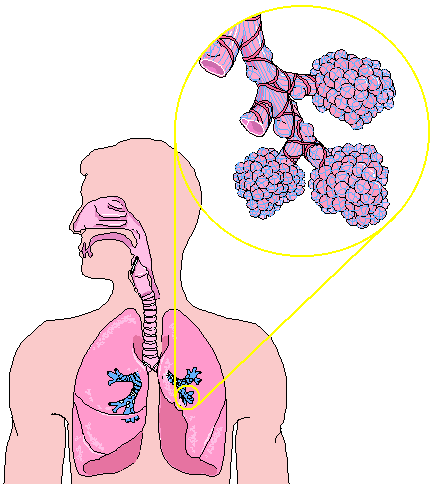 Location and detail of lung avieoli