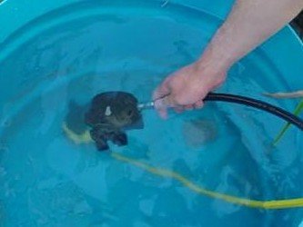 Rinsing a regulator in fresh water