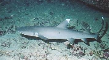 Reef shark