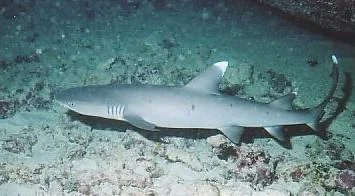 Reef shark