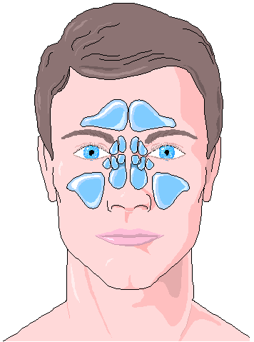 Location of sinuses