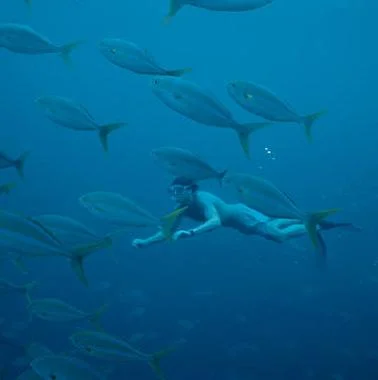 Free diver in school of fish