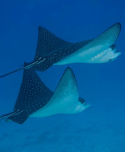 Eagle Rays