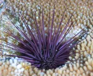 Spiny urchin