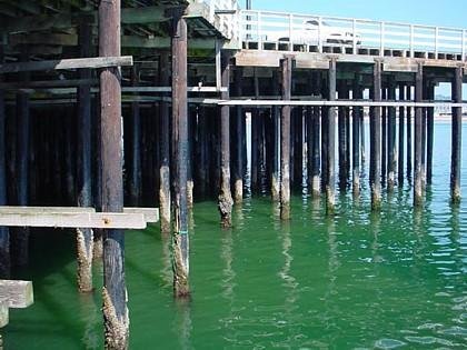 Pier pilings